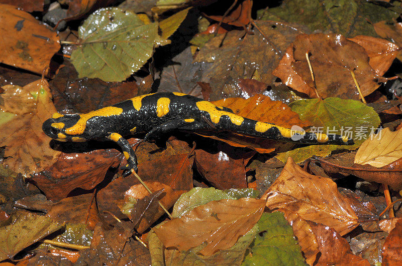 火蝾螈（Salamandra salamandra）